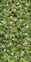 Casalgrande Padana Limpha Coral Rose 12560028