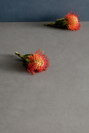 LEA BASALT    PLS   5*500X1000X3,5 LSBPG00