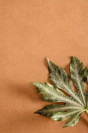 LEA SUNSET    PLS   5*500X1000X3,5 LSBPG11