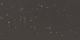 Mutina Primavera Nero 120X240  XL-BOA55