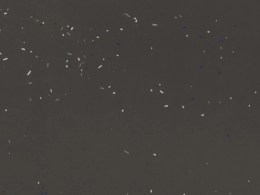 Mutina Primavera Nero 60X60  BOA65